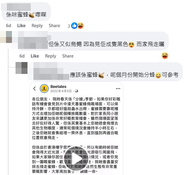 網民:應該係蜜蜂,呢個月份開始分蜂,可參考。fb「天水圍街坊鄰里」截圖 網民:應該係蜜蜂,呢個月份開始分蜂,可參考。fb「天水圍街坊鄰里」截圖