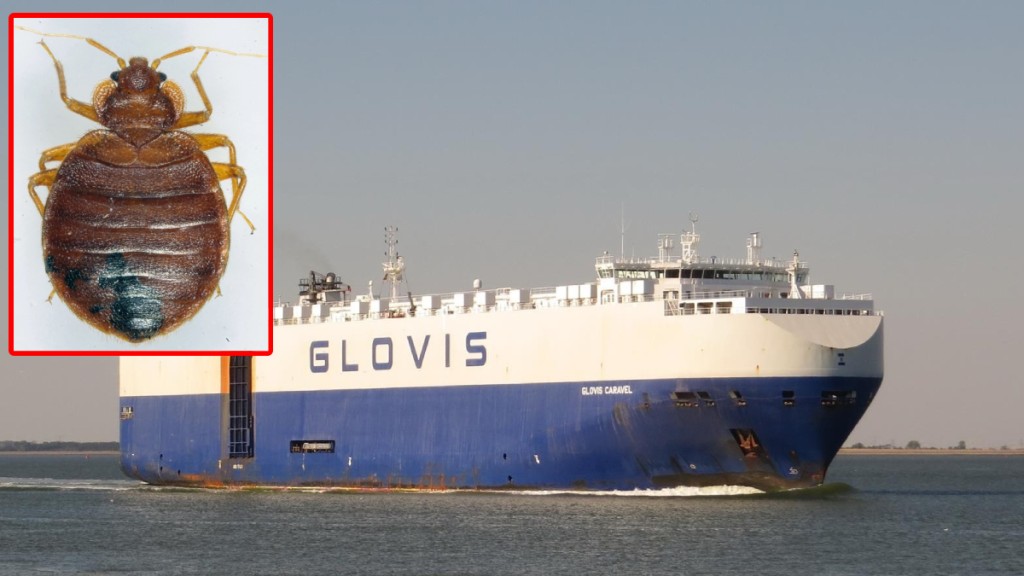 運載特斯拉Model Y的貨輪被禁止入澳洲落貨，需要先返回上海除蟲。