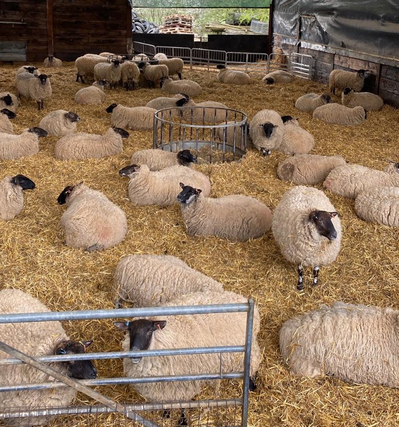 雖然香港在CityU開設獸醫學系後有增設「城大教學農場」,但單論可接觸的動物種類,仍然以英國更勝一籌。例如香港只有山羊,想接觸軟綿綿的綿羊,就要到國外牧場。(圖片來源:受訪者提供) 雖然香港在CityU開設獸醫學系後有增設「城大教學農場」,但單論可接觸的動物種類,仍然以英國更勝一籌。例如香港只有山羊,想接觸軟綿綿的綿羊,就要到國外牧場。(圖片來源:受訪者提供)
