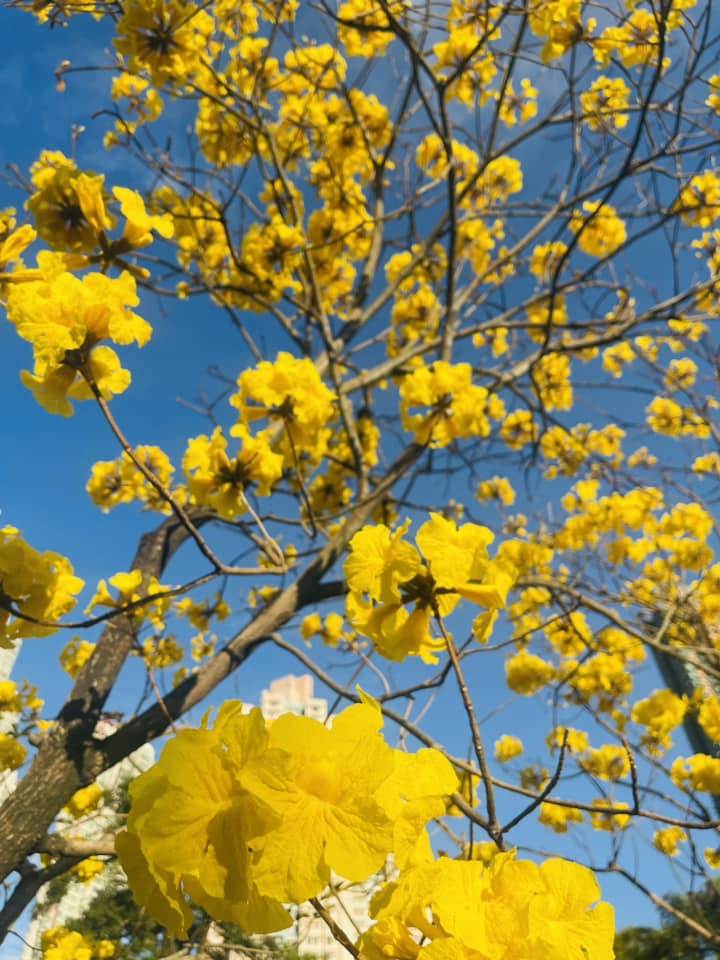 花期一家大細去南昌公園賞花,兼在草地上遊玩。(圖片來源:、Tony Chan) 花期一家大細去南昌公園賞花,兼在草地上遊玩。(圖片來源:、Tony Chan)