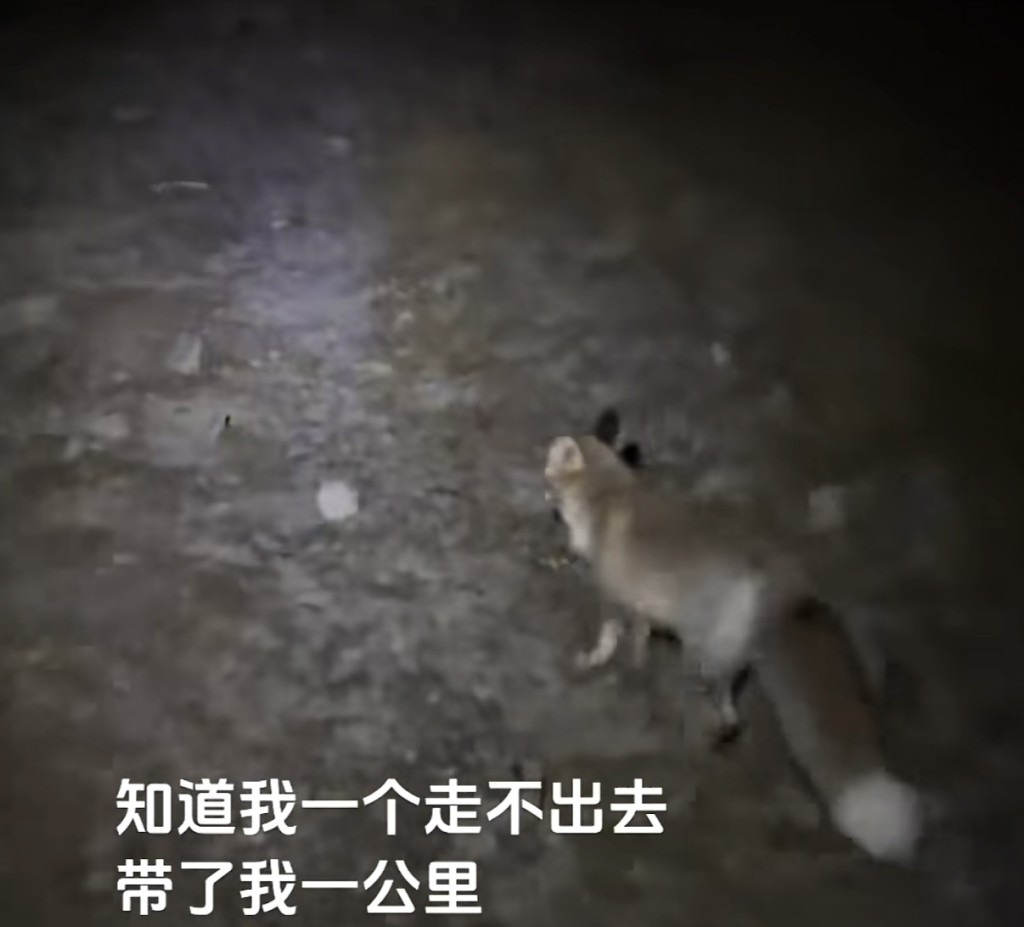 男子夜晚被困五台山遇狐狸「引路」。抖音@smokeccc
