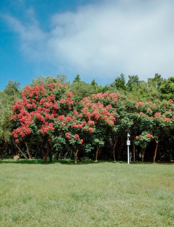 蓮花山公園欒樹花盛開