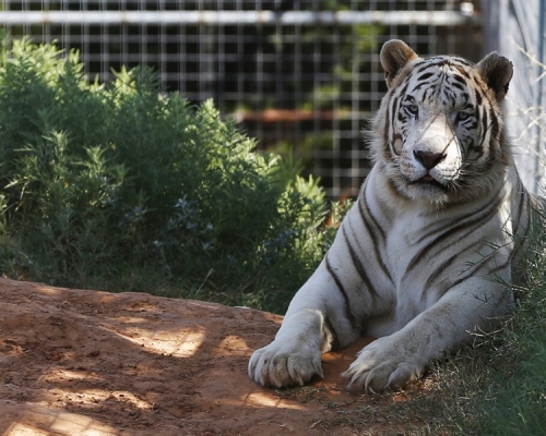 執法人員充公俄克拉荷馬州動物園68隻獅子老虎等猛獸。AP圖
