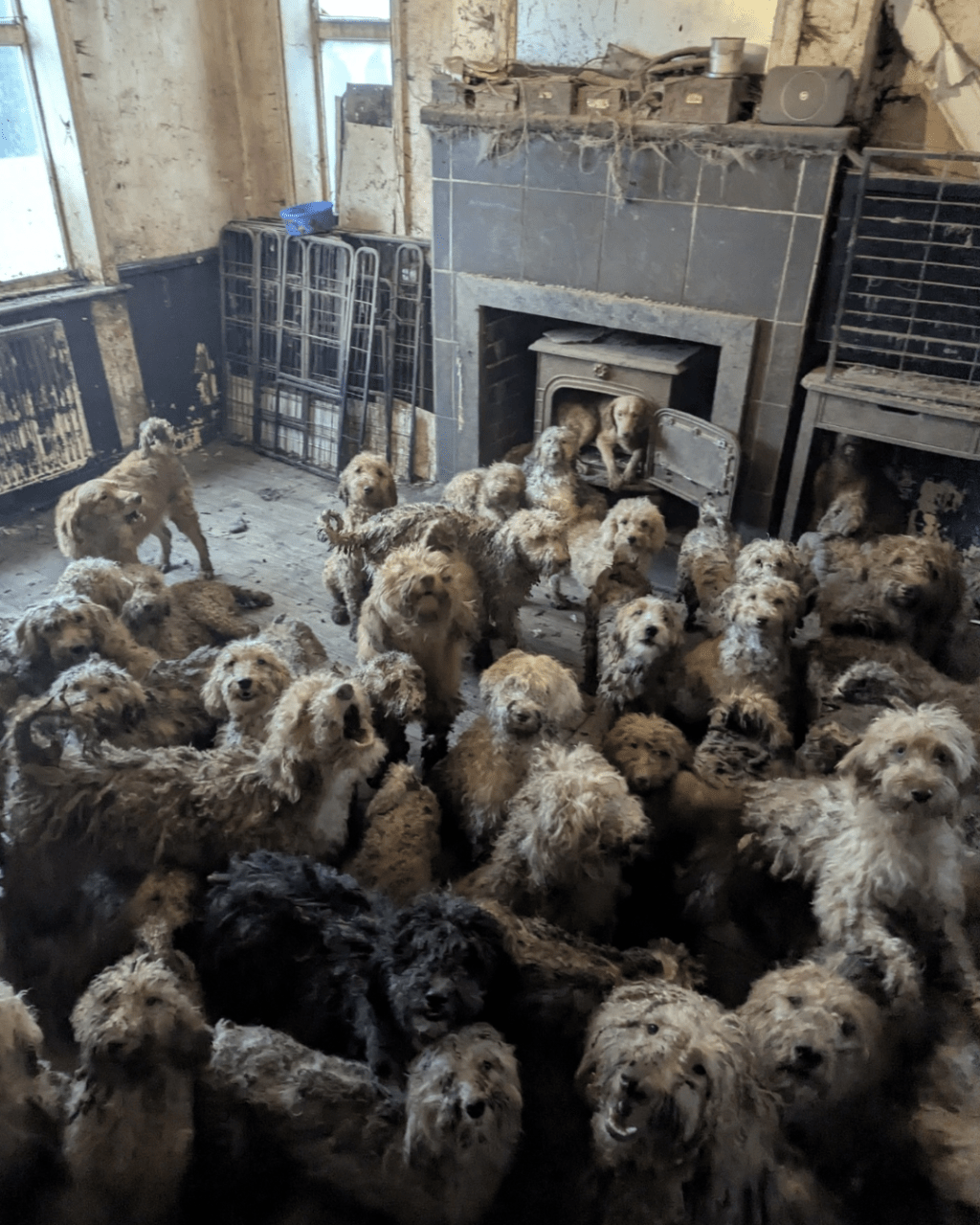 英国防止虐待动物协会(RSPCA)近日公开一宗极端囤积宠物案,于英格兰诺丁汉一间住所内赫然发现逾250只贵妇狗(Poodle)。防止虐待动物协会(下同) 英国防止虐待动物协会(RSPCA)近日公开一宗极端囤积宠物案,于英格兰诺丁汉一间住所内赫然发现逾250只贵妇狗(Poodle)。防止虐待动物协会(下同)