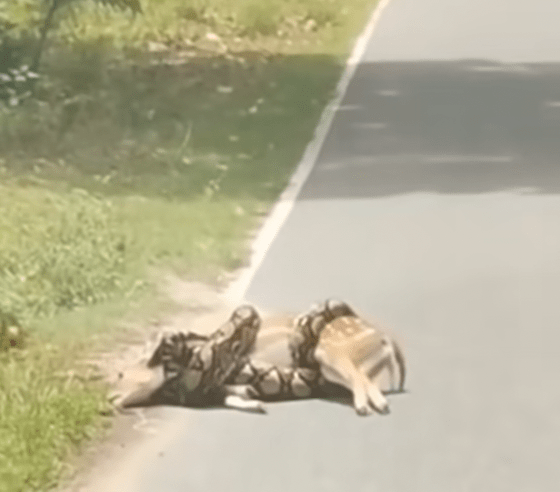 从车cam片段可见，一条身形粗壮的网纹蟒在路边草丛中，紧紧缠绕着一头体型不小的野鹿，显然正欲将猎物绞杀。
