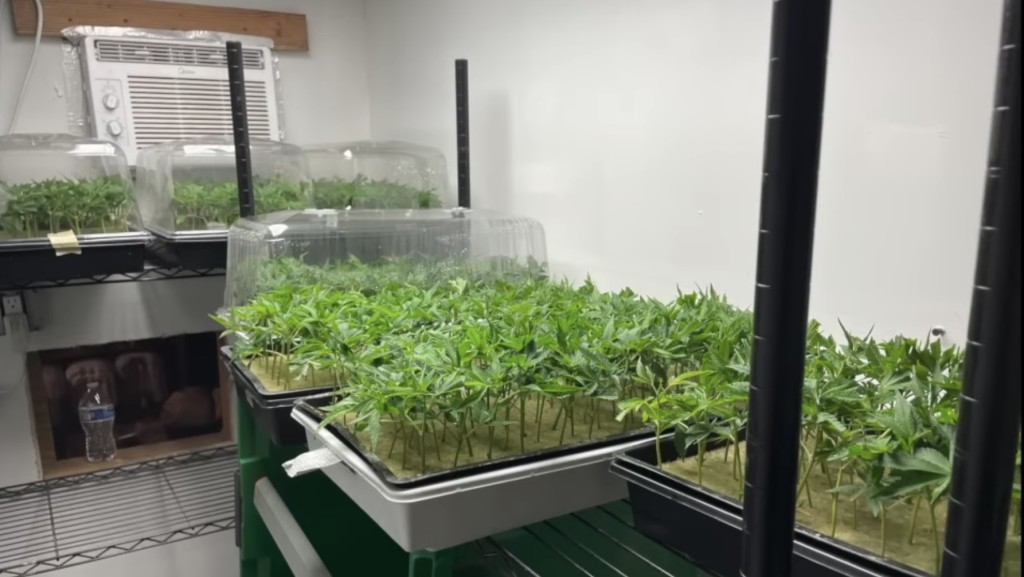 涉案大麻農場種有不同生長階段的大麻。 喬治亞州農業廳
