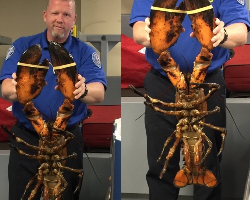 發言人事後把巨型龍蝦的照片放上Twitter分享。Twitter圖片