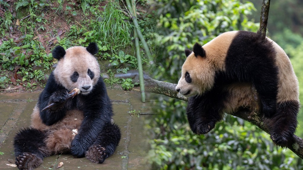 中國大熊貓「雲川」（左）和「鑫寶」抵達美國。  新華社