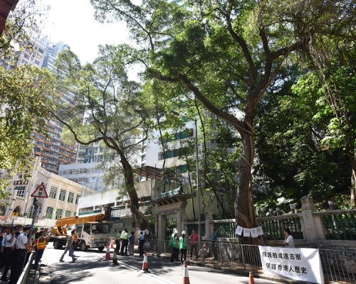 地政總署早前移除西環般咸道香港大學鄧志昂樓對出的兩棵細葉榕。資料圖片