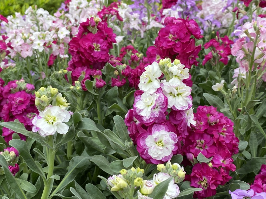 紫羅蘭色彩繽紛、芳香撲鼻、產量豐沛及花期持久，深受園藝愛好者喜愛。政府新聞處圖片