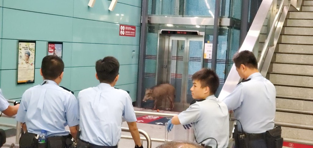 大批警員到場處理野豬。資料圖片
