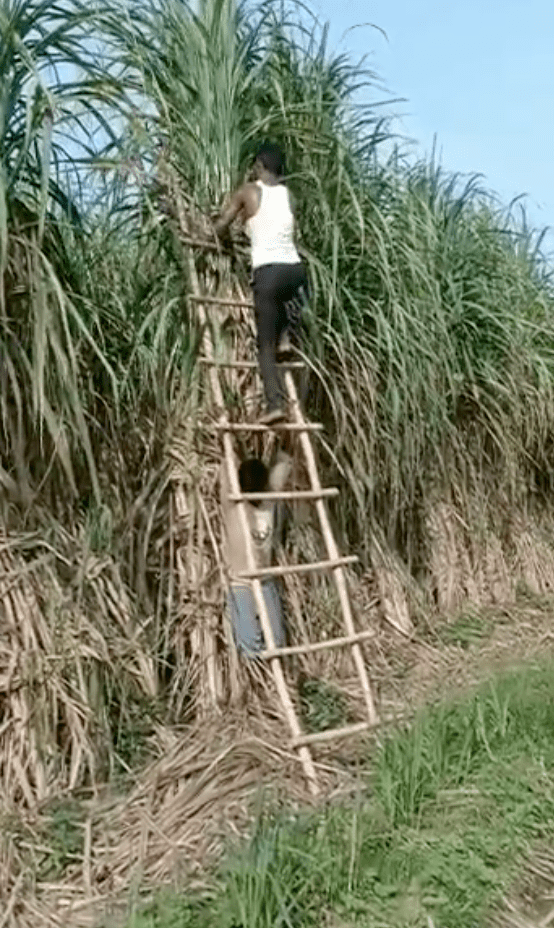 阿努頌偶爾會跟著叔叔一起到田裡工作，想不到這片甘蔗田竟成了他葬身之地。示意圖/ alamy