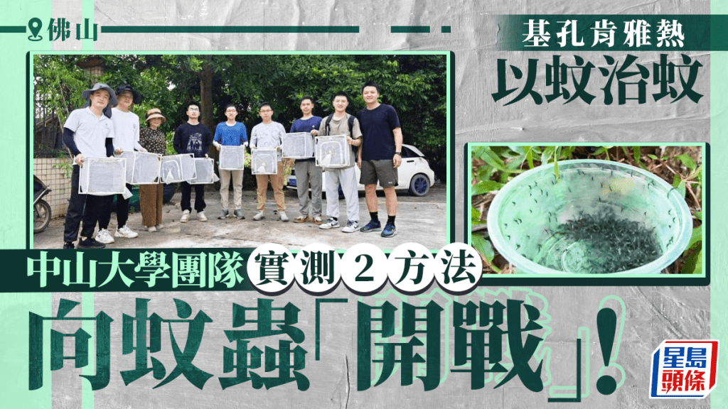 基孔肯雅熱|佛山「以蚊治蚊」 靠絕育雄蚊與不吸血同類「出戰」