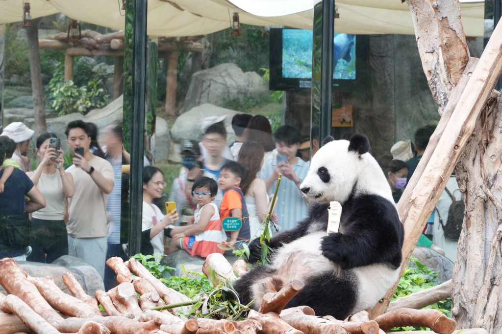 当时由民政事务局举办「大熊猫命名活动」，共收集到6,700对名字。吴艳玲摄