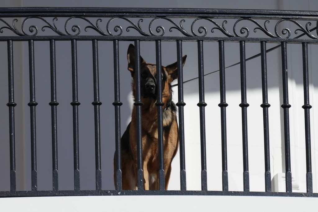 白宮「第一犬」德國牧羊犬「司令」在儀式上亦搶風頭。 AP圖