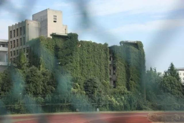 這個「綠色瀑布」來自1992年該校為綠化環境栽種的300棵爬山虎。(網圖)