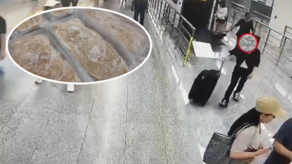 婦人北上福田口岸過關被截，行李篋驚揭藏近34公斤魚翅。海關發布