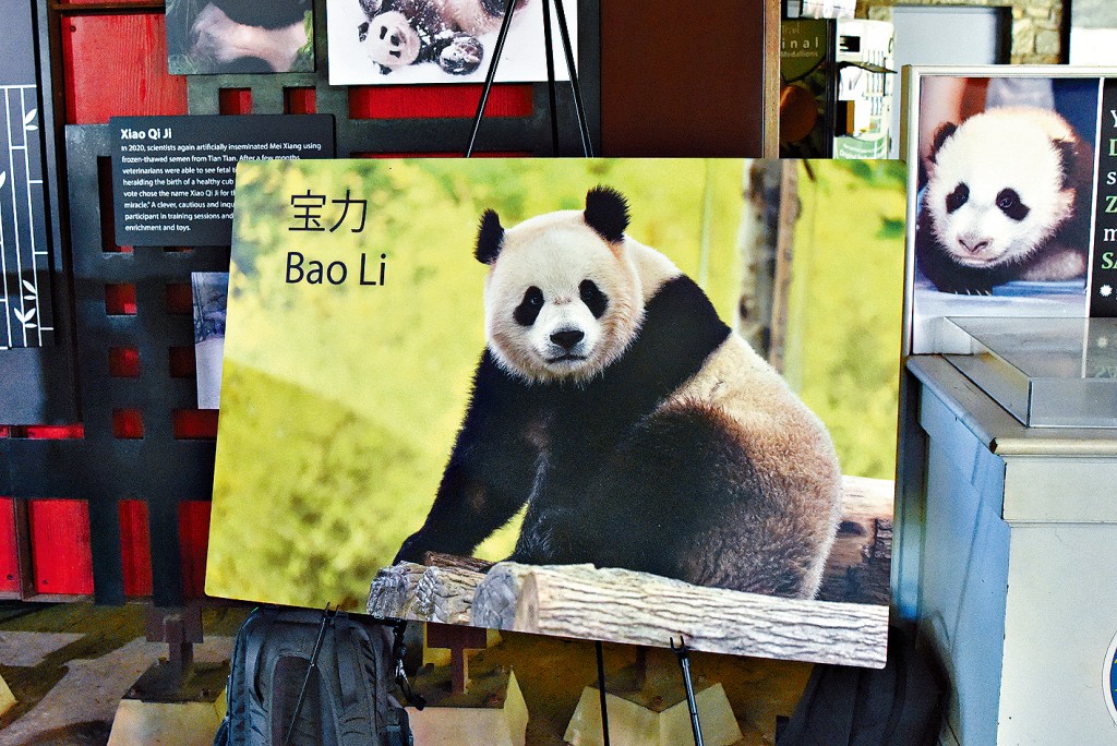 華盛頓國家動物園宣布「寶力」和「青寶」將落戶當地。