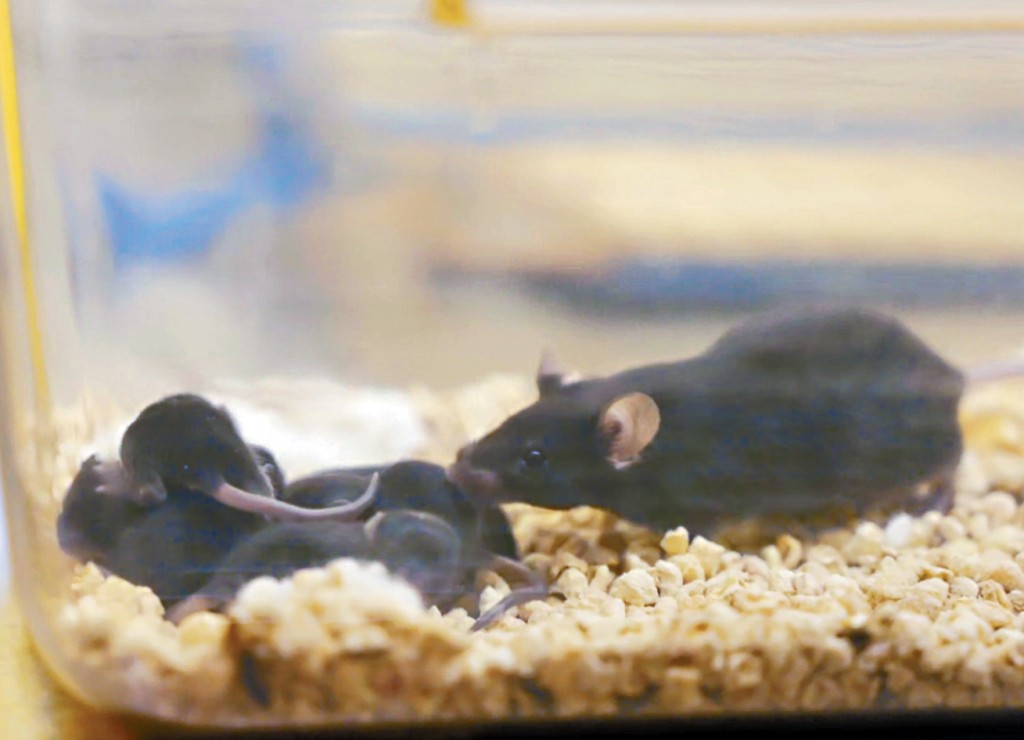 「太空小鼠」成功分娩，順利產下幼鼠。