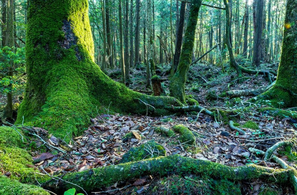日本人走入森林中，進行「森林浴」，在大自然中療瘉身心。