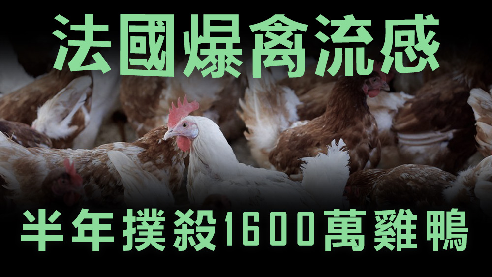 撲殺禽類造成大規模經濟損失，政府料須向農民補償。路透社資料圖片