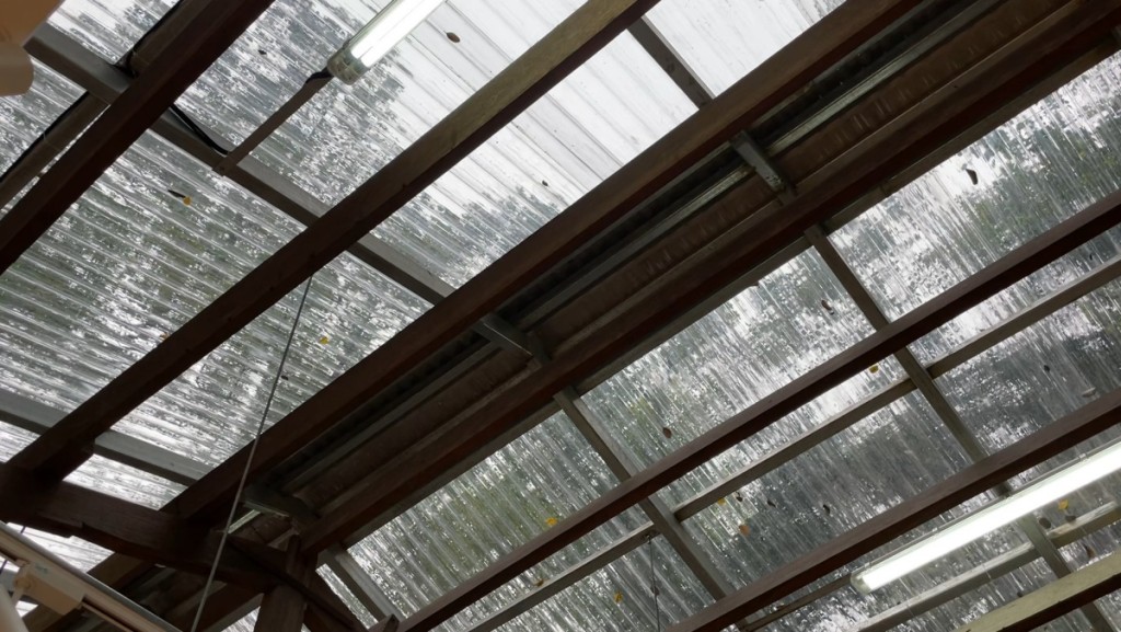 活化益隆炮竹廠時，特意將屋頂改為透視設計，陽光透進室內，環保又融合自然生態