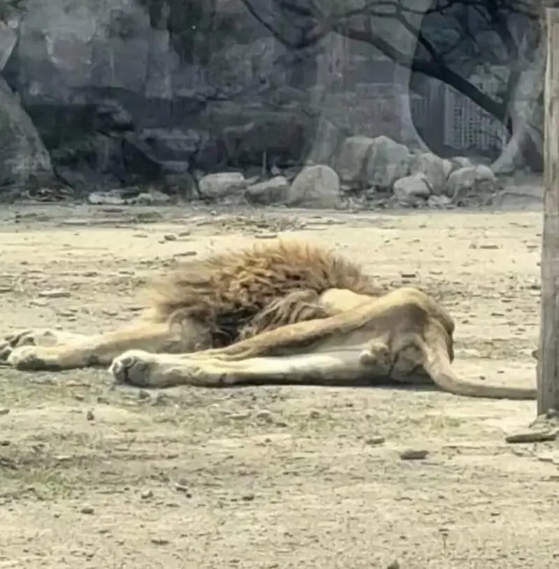 「大毛」因伴侶老死,絕食暴瘦,目前已恢復飲食。 「大毛」因伴侶老死,絕食暴瘦,目前已恢復飲食。