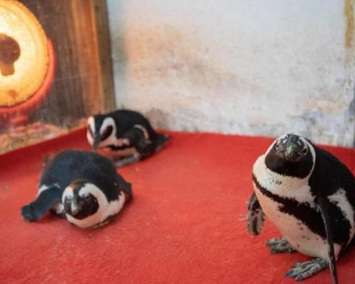 四川成都動物園內企鵝難抵寒流圍爐取暖。網上圖片