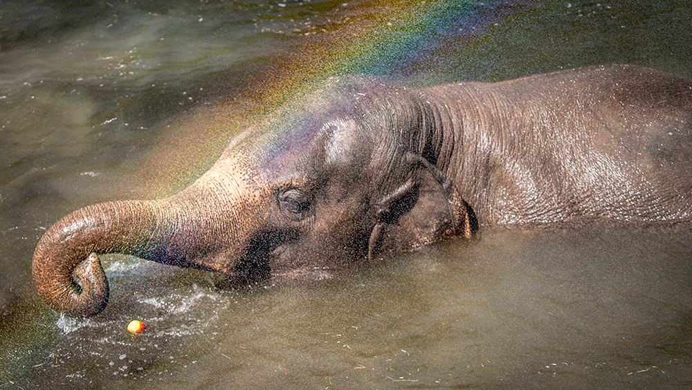 炎熱天氣下，在丹麥哥本哈根動物園，大象被噴水降溫，出現了彩虹。路透
