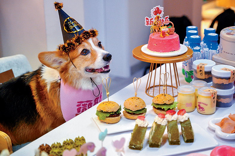 有內地主人預約餐廳為愛犬慶祝生日,犬隻亦可享用寵物美食。