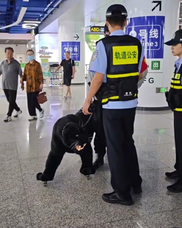 济南地铁惊现“黑豹”行李喼入地铁，有人称几近以假乱真。