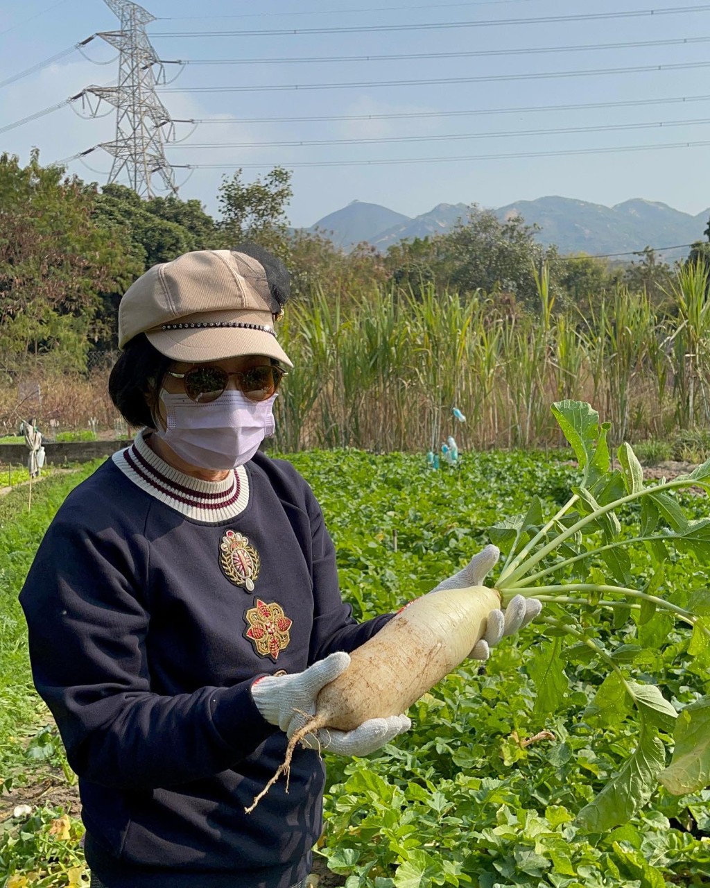 汪明荃亲自挑选萝卜。