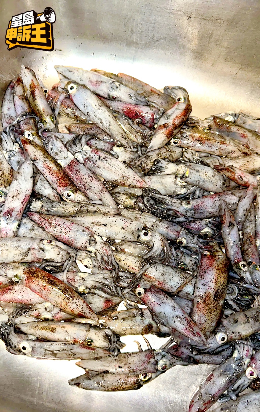 魷魚達人Edward一晚收獲過百條魷魚。 魷魚達人Edward一晚收獲過百條魷魚。