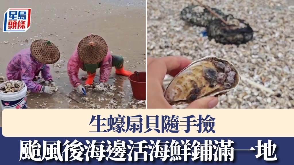 颱風樺加沙登陸後，廣東沿岸活海鮮鋪滿一地，市民稱生蠔扇貝隨手撿。