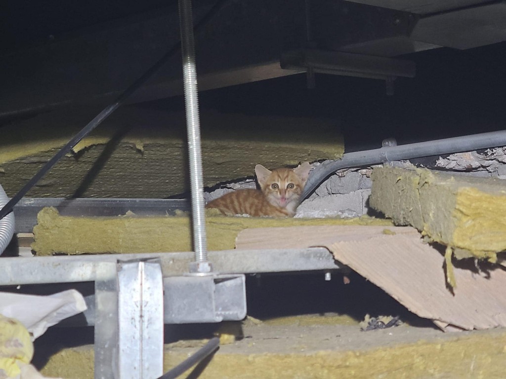 小貓在風槽內周圍躲藏，增加救援難度。天下貓貓一樣貓群組FB