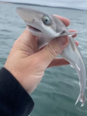 小鯊魚不小心上釣後，張大雙眼和嘴巴，仿如露出超震驚的模樣。