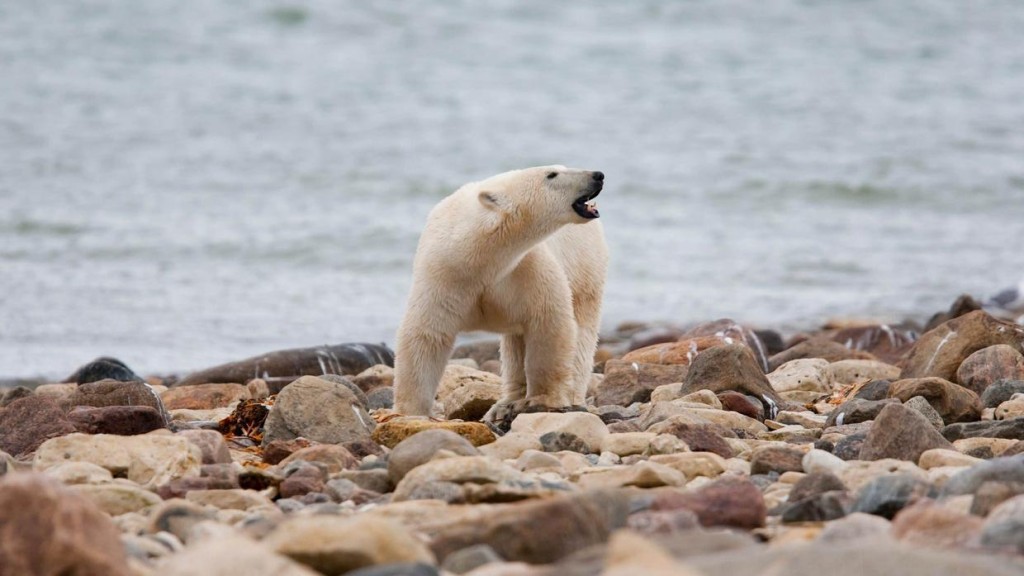 全球暖化下北极熊的生存越来越困难。美联社