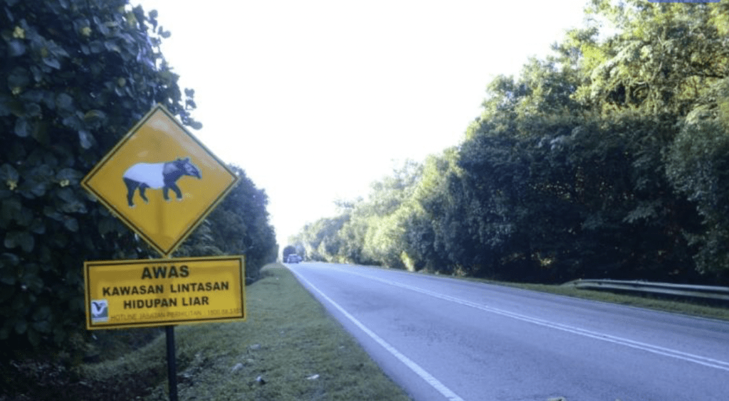 马来西亚公路上常有野生动物出没。
