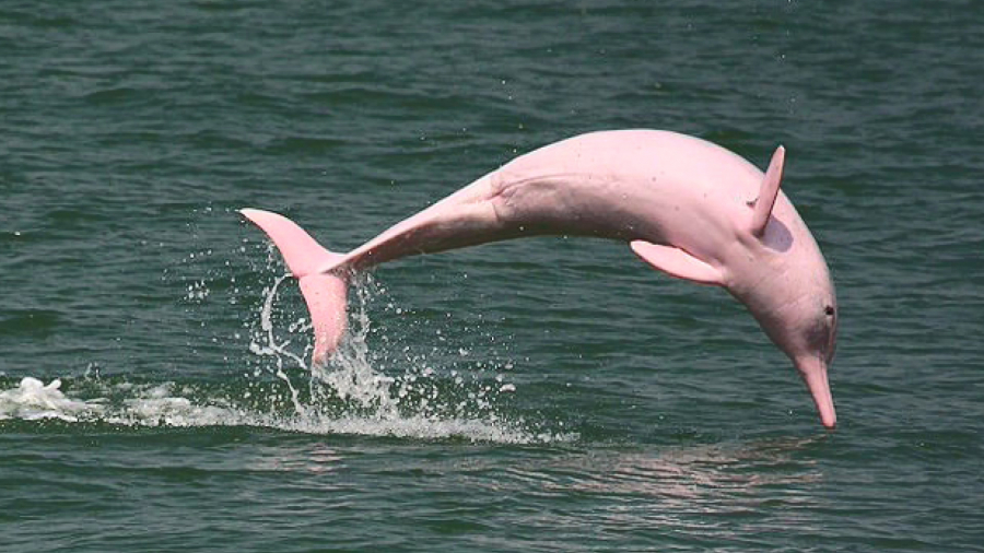 亞馬遜河豚又名粉紅河豚。網上圖片