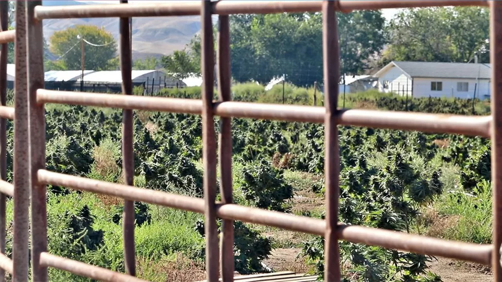 2020年夏天在船岩蓬勃生長的大麻植物。 納瓦荷族自治區警局
