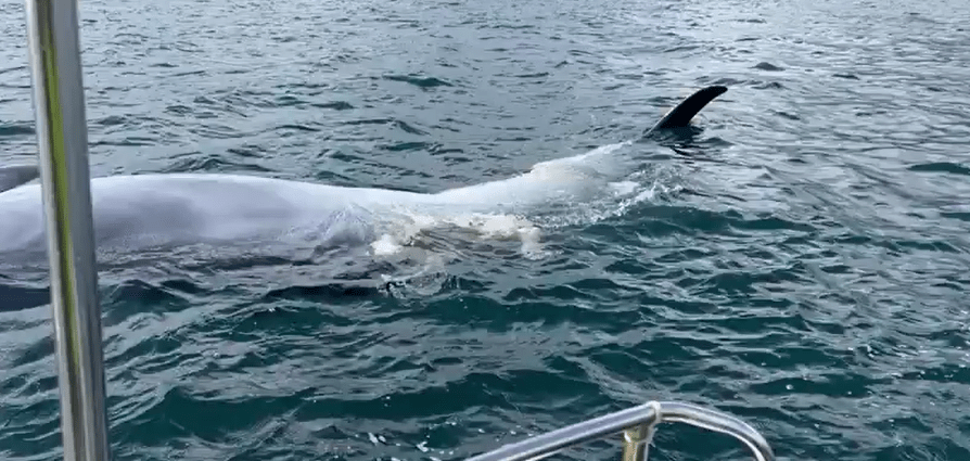 鯨魚浮屍海面。fb香港突發事故報料區Bosco Chu影片截圖