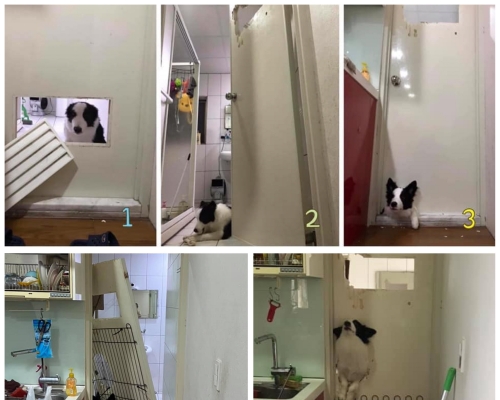 「淑芬」的破门手法层出不穷。（ChiChi Lu facebook 图片）