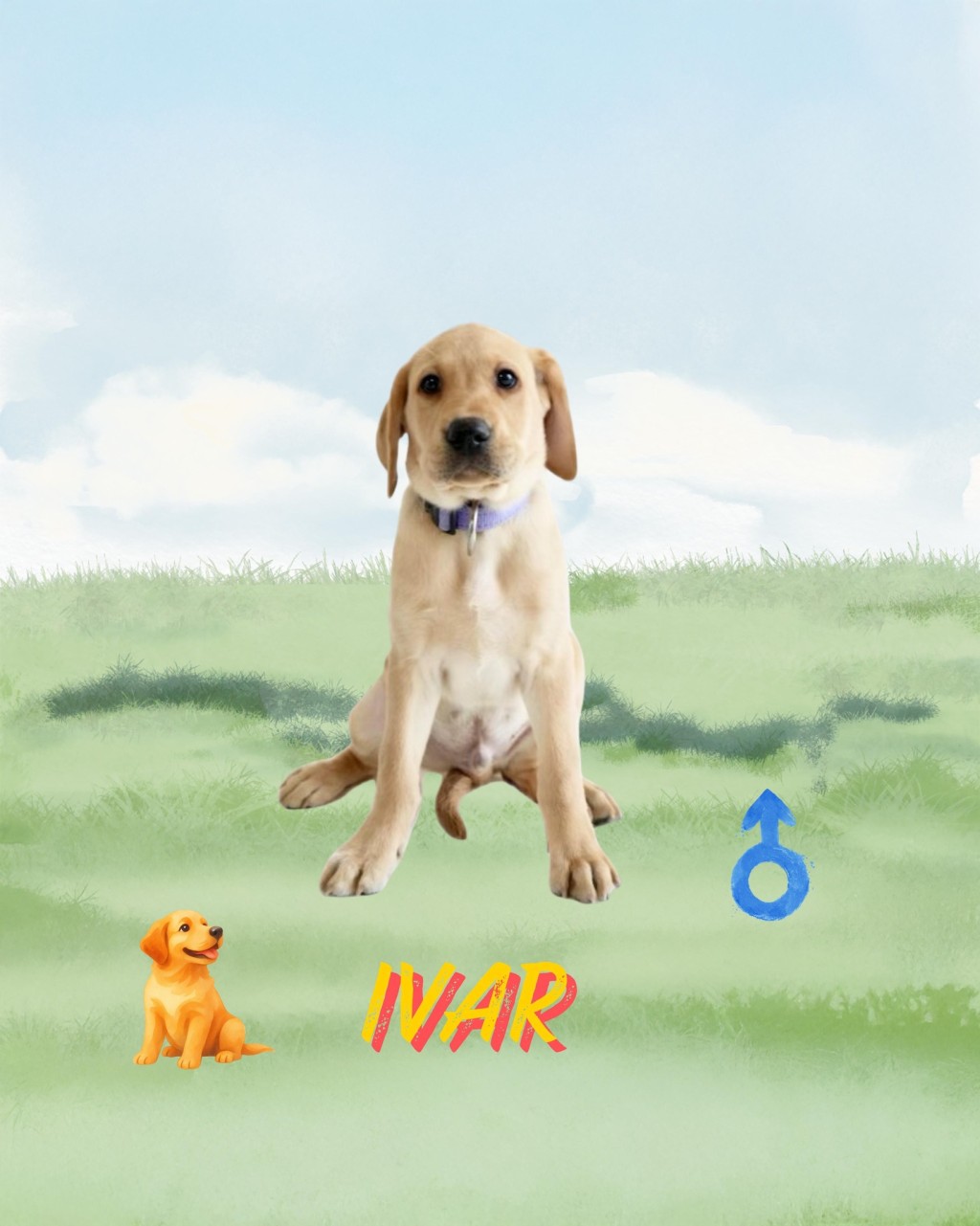 9隻搜查犬BB命名為Eager、Xavi、Cora、Equo、Lumi、Sika、Ivar、 Orli、Rissa。香港海關fb圖片 9隻搜查犬BB命名為Eager、Xavi、Cora、Equo、Lumi、Sika、Ivar、 Orli、Rissa。香港海關fb圖片