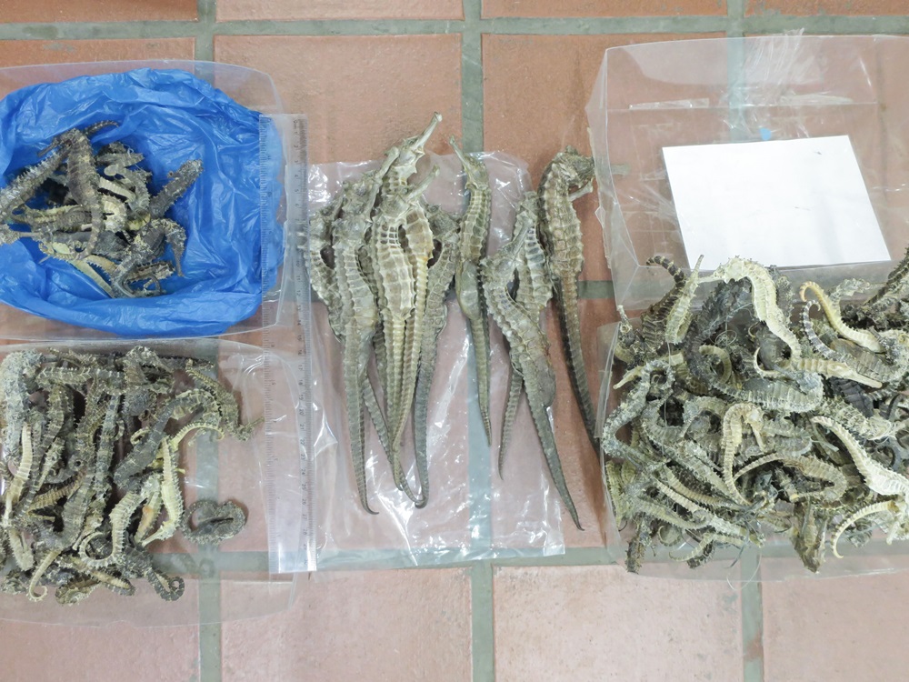 被檢獲的乾海馬。政府新聞處圖片