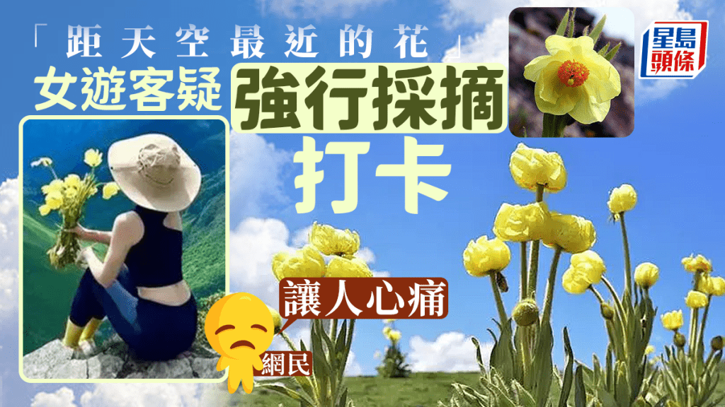 距天空最近的花 女遊客曬照手持疑似「綠絨蒿」被網民舉報