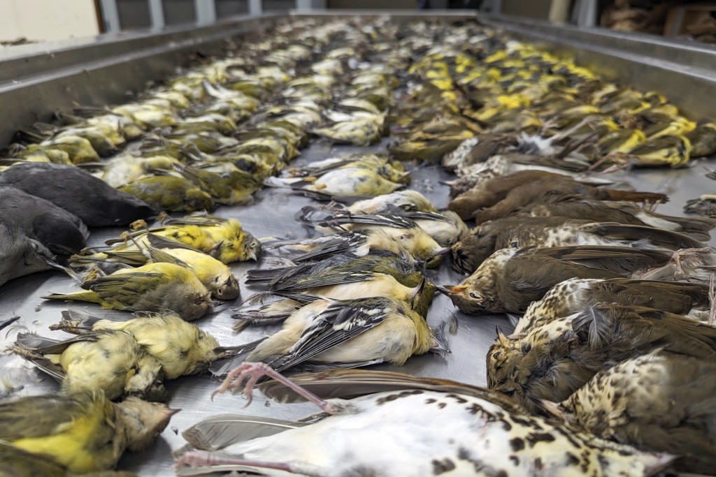 芝加哥菲爾德博物館在10月4日晚到5日收集到近千隻死鳥。 美聯社