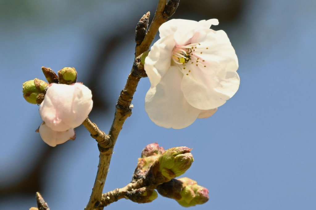日本今年的赏樱季节正式揭开序幕。（美联社）