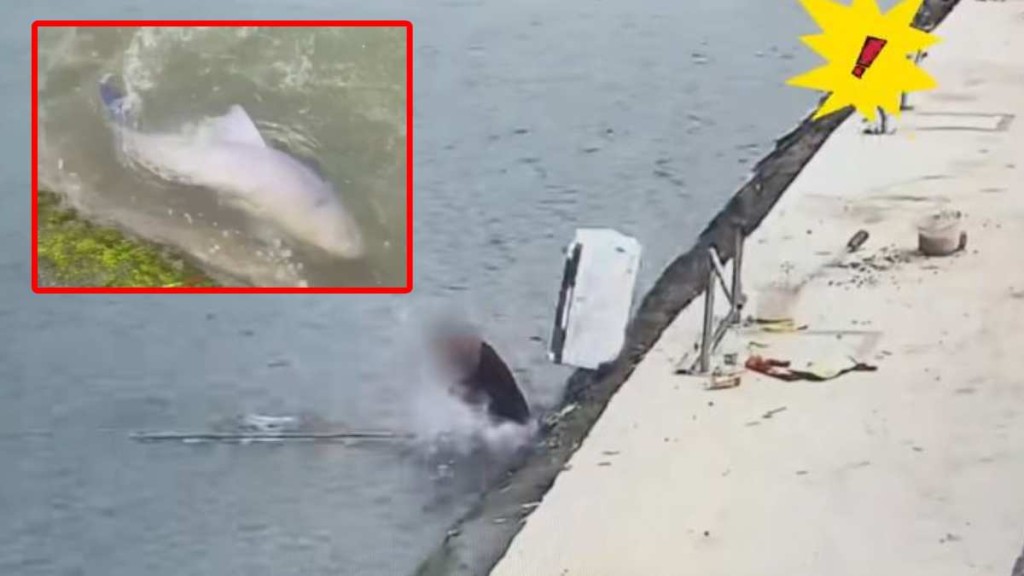 湖北29公斤青魚神力爆發，拖釣魚漢落3米水池。