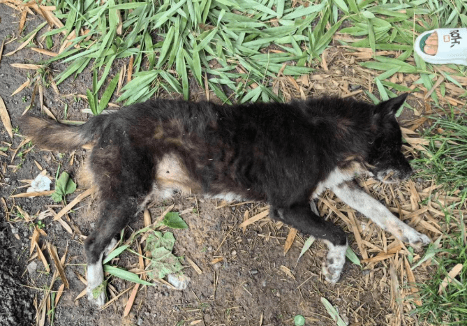 四川男子用毒針射殺家犬。紅星新聞 四川男子用毒針射殺家犬。紅星新聞