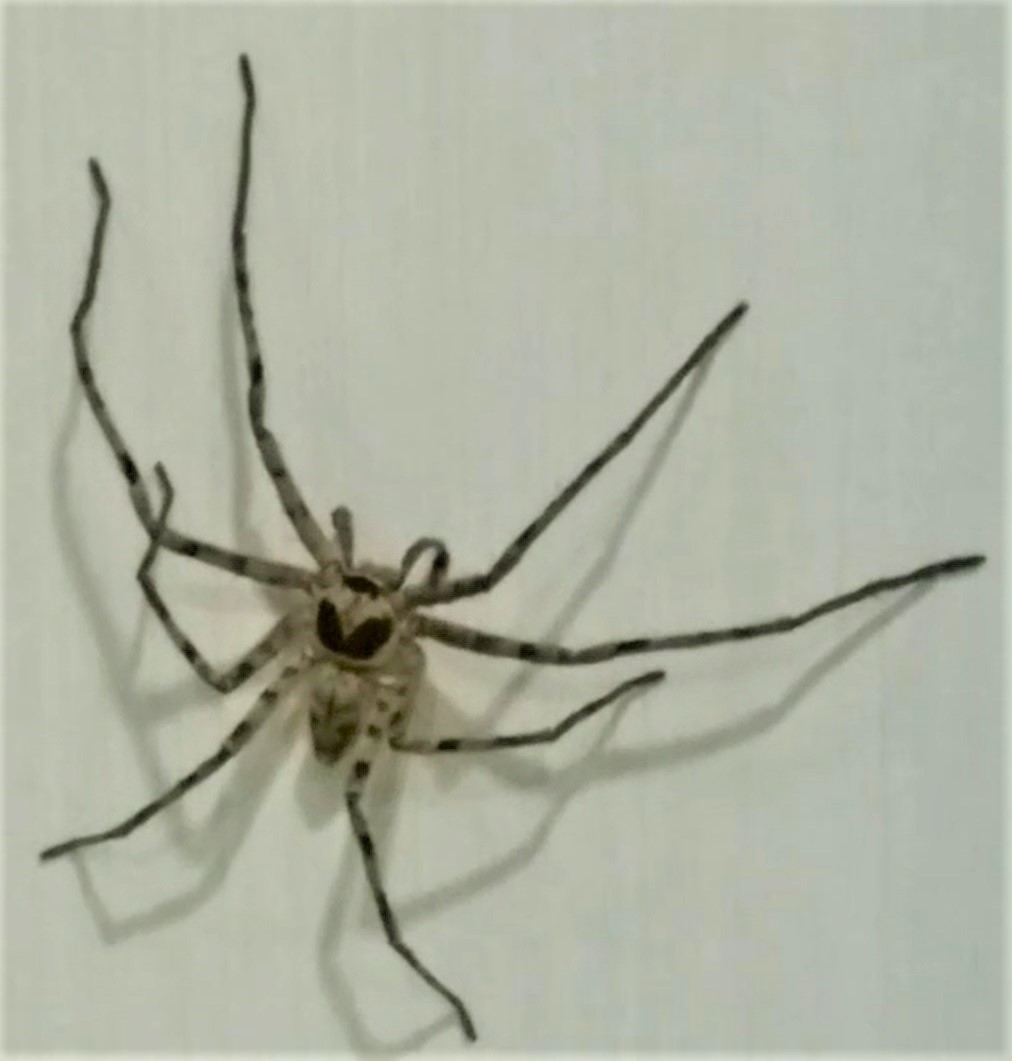 白額高腳蛛常棲息於室內、外牆壁。網圖